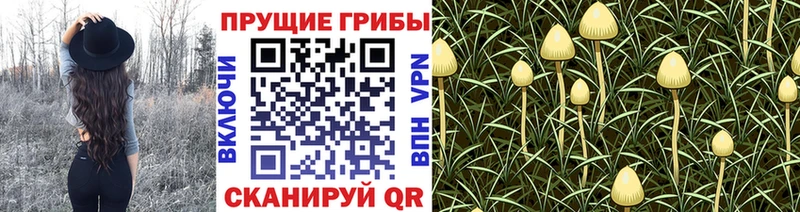 Галлюциногенные грибы ЛСД Купить Кувандык